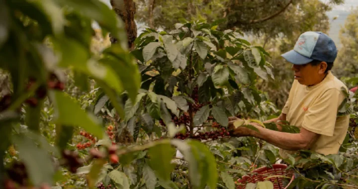 a farmer picking coffee bean at a farm