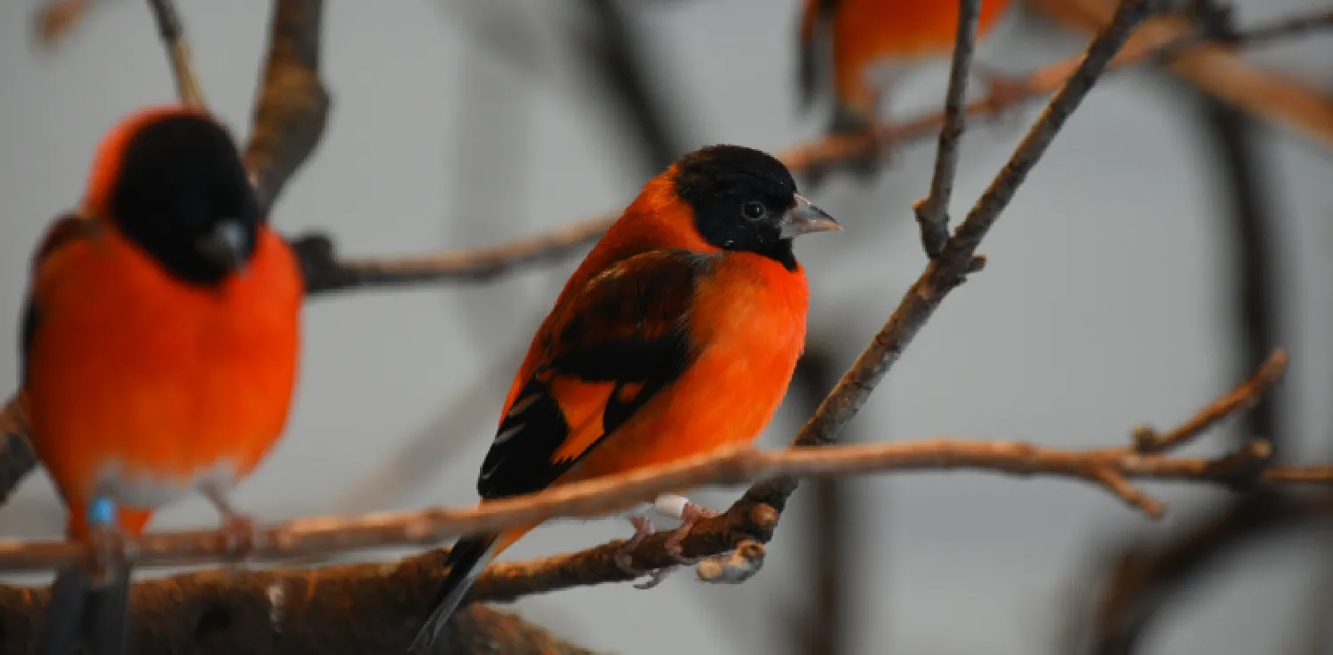 three small birds with red fur