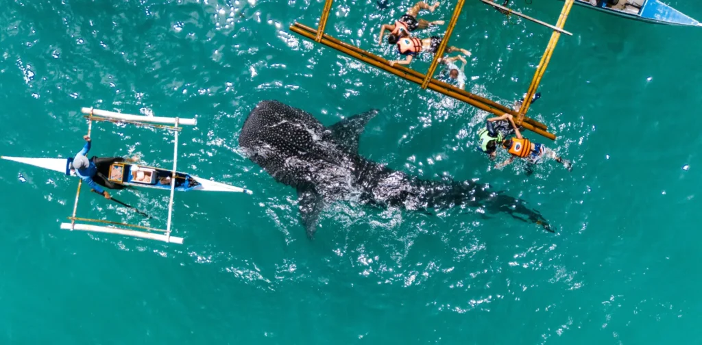 Boat floating over whale shark