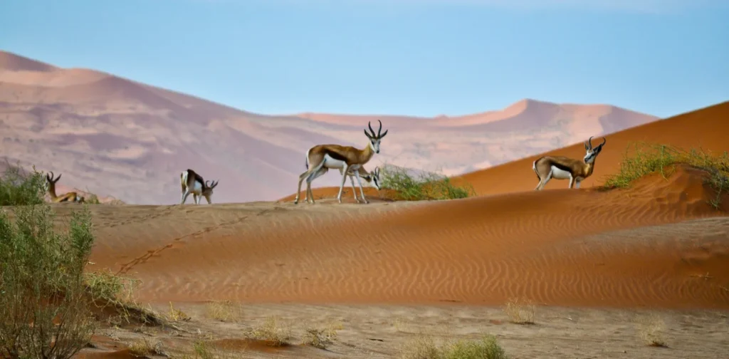 our deers in the desert