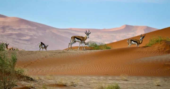 our deers in the desert