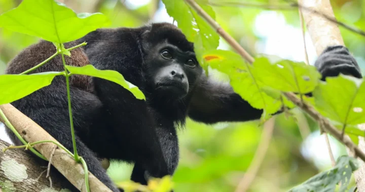 black howler monkey on a tree