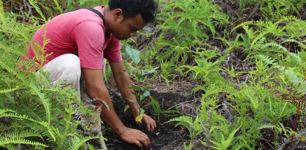 man in red shirt replanting tree