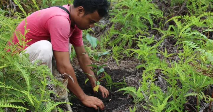 man in red shirt replanting tree