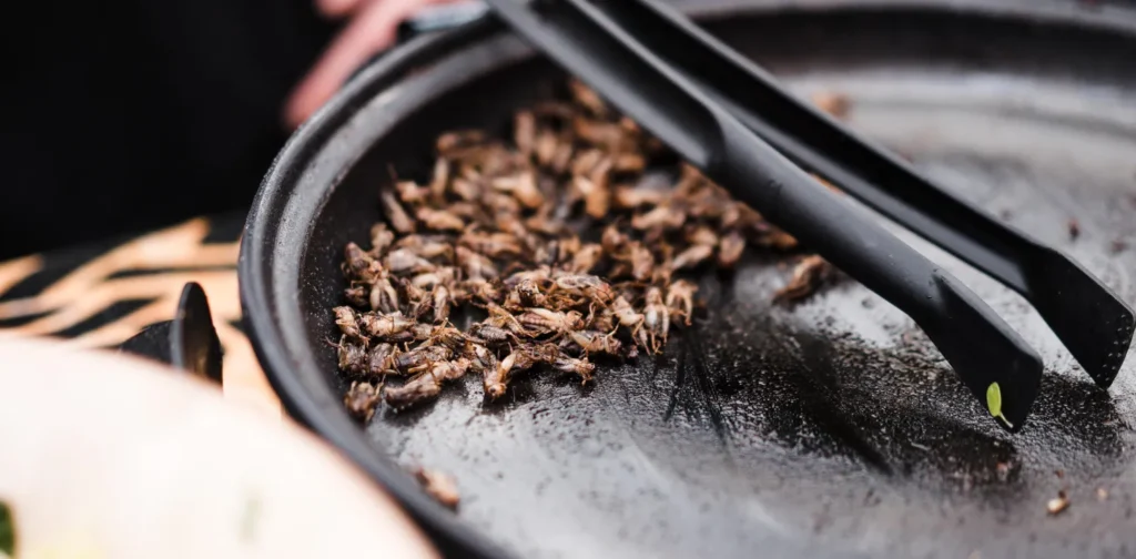 a plate of fried beetles