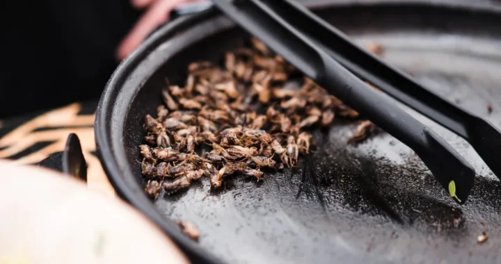 a plate of fried beetles