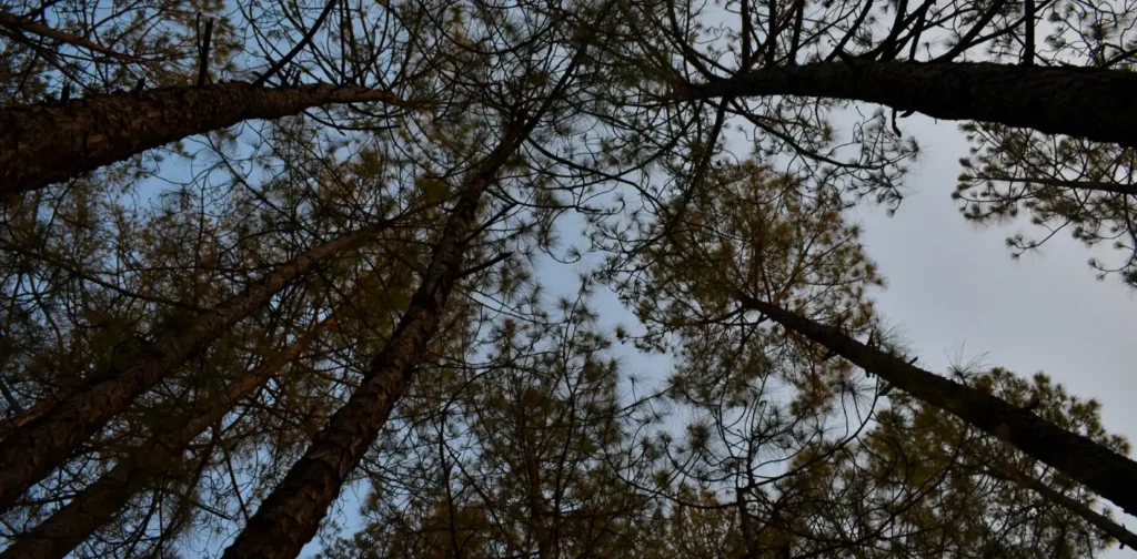 a group of trees captured from below