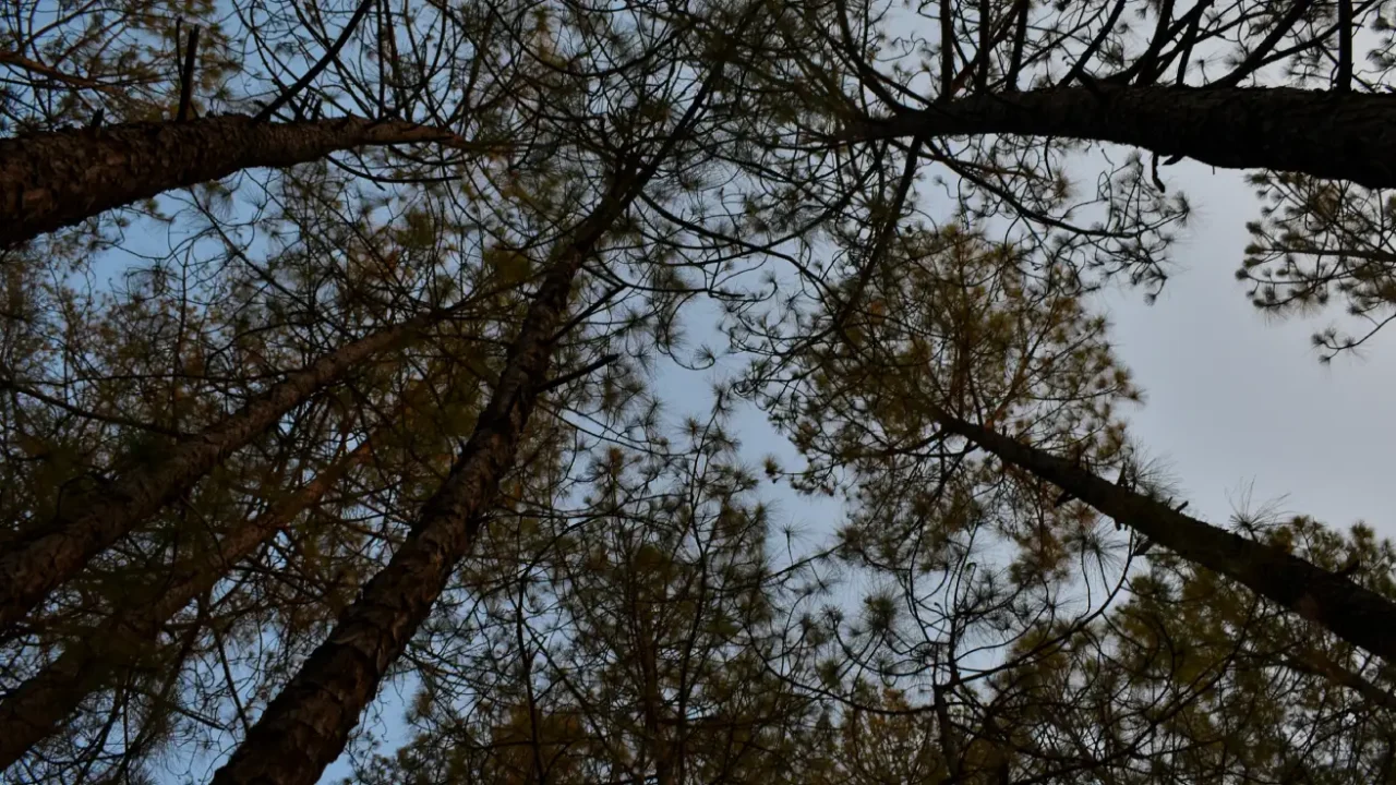 a group of trees captured from below