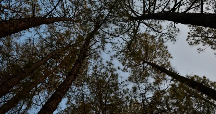 a group of trees captured from below