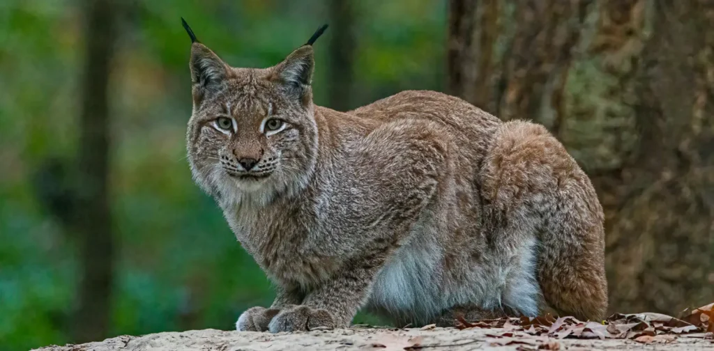 Lynx sitting on a rock