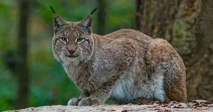 Lynx sitting on a rock