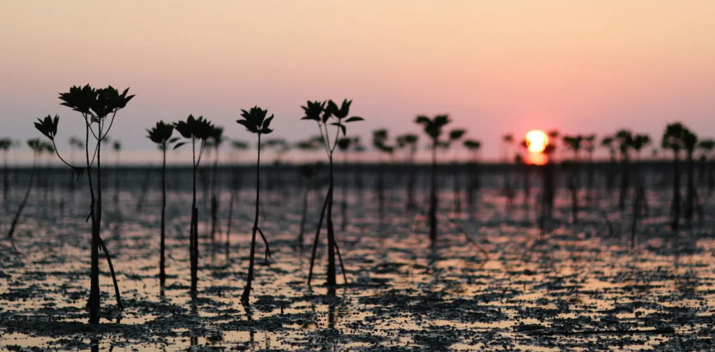 mangrove seeds at the beach during the sunset