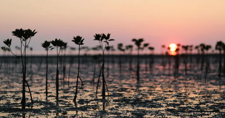 mangrove seeds at the beach during the sunset