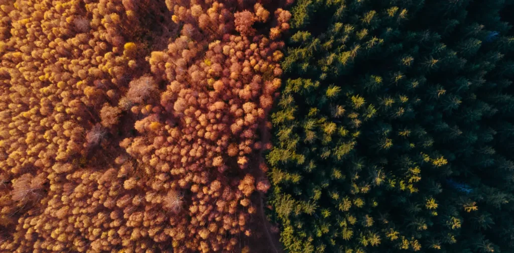 an aerial photo of two forests with different colors; brown on the left and green on the right