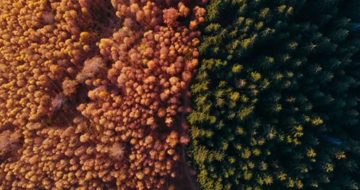 an aerial photo of two forests with different colors; brown on the left and green on the right