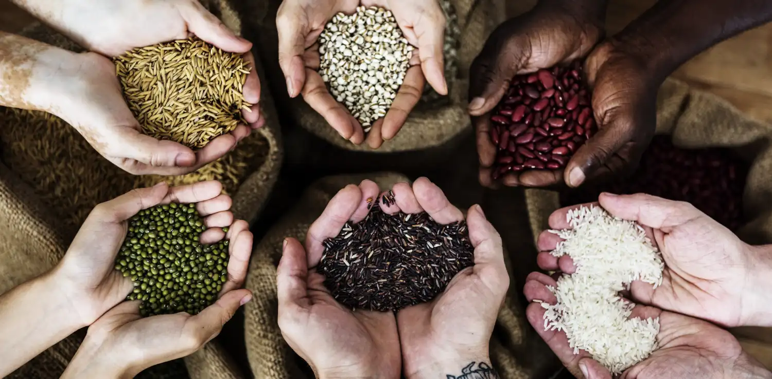 overhead shot of hands holding beans, rice, millets, and other grains