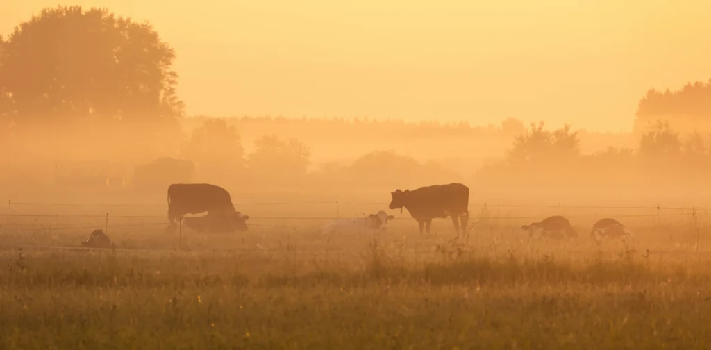 cows grazing in a field blurred by haze