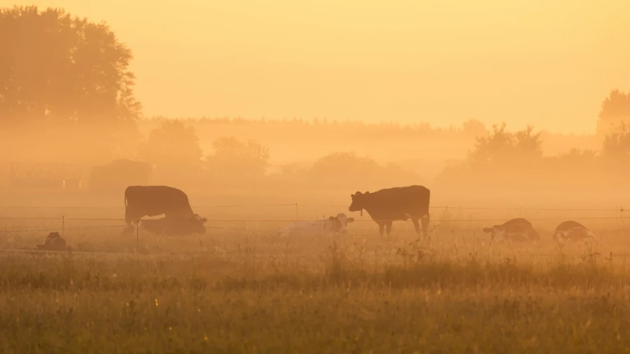 cows grazing in a field blurred by haze