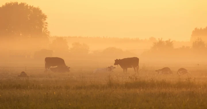 cows grazing in a field blurred by haze