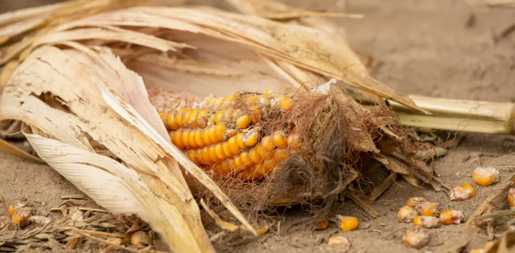 a cob of corn lying on the ground