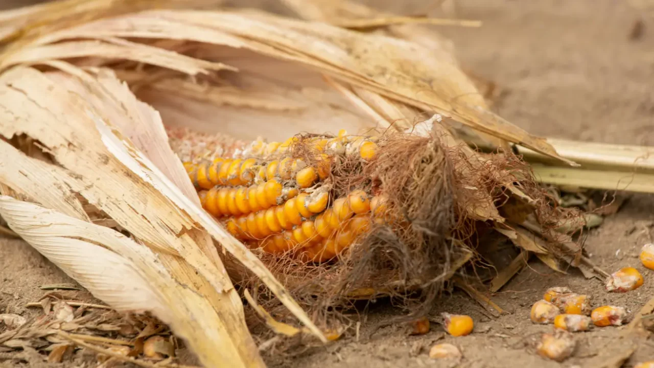 a cob of corn lying on the ground