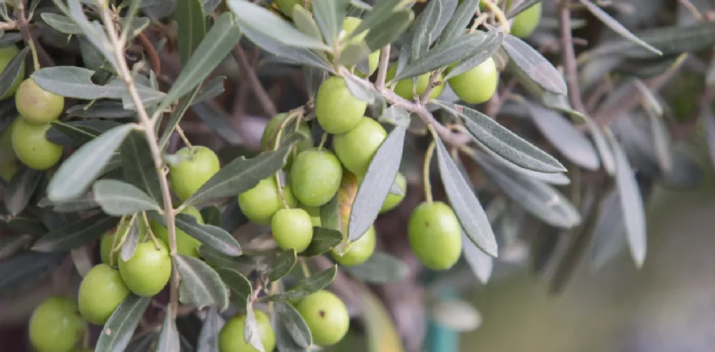 Branch of olive trees with fruits