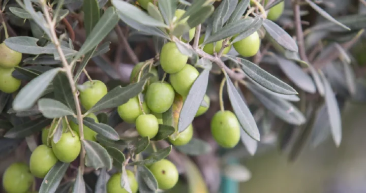 Branch of olive trees with fruits