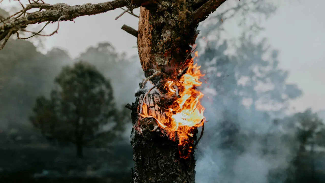 fire burning inside a tree