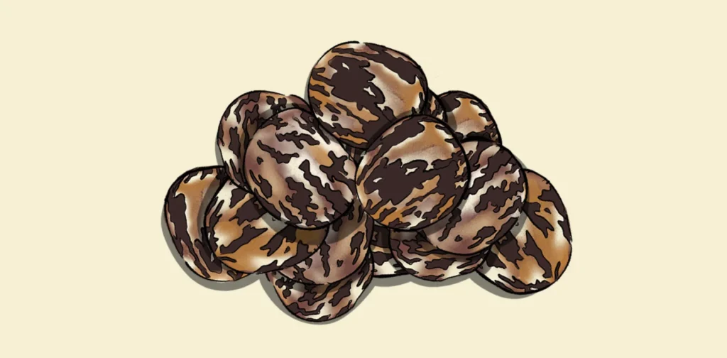 an illustration of rubber seeds