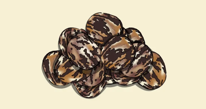 an illustration of rubber seeds