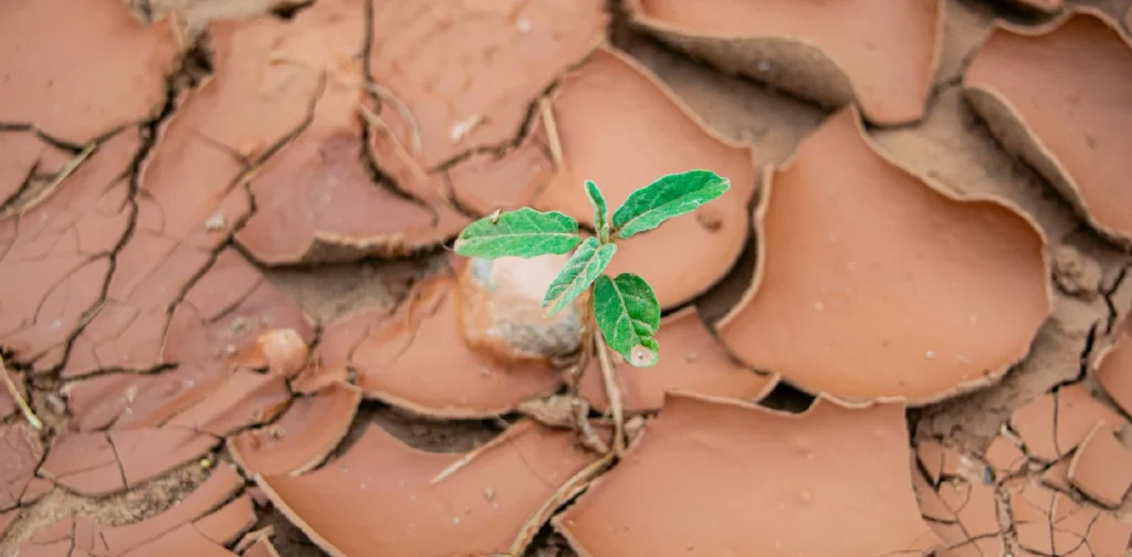 a tiny plant sprouting from cracked grounds