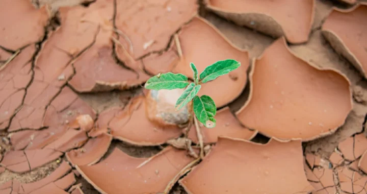 a tiny plant sprouting from cracked grounds