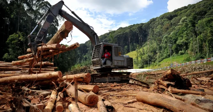 heavy machinery carrying large chunks of woods near a forest