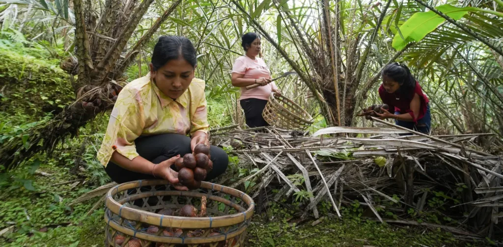 three women harvesting snake fruits