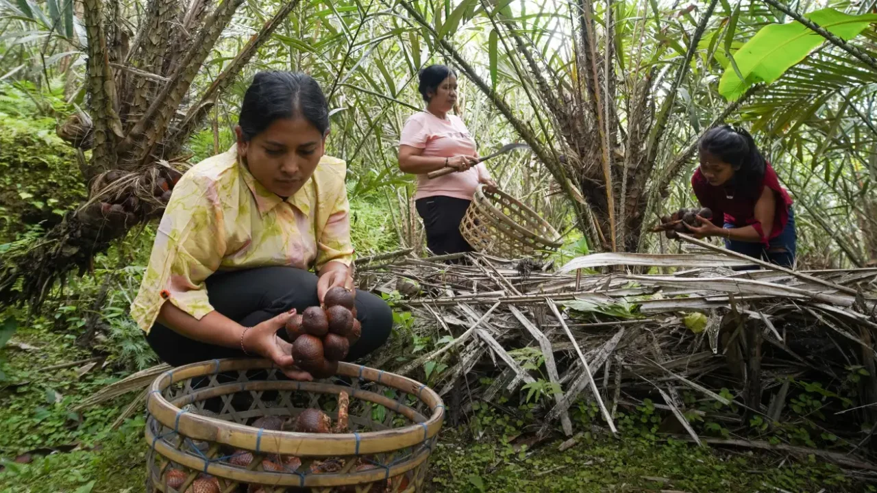 three women harvesting snake fruits