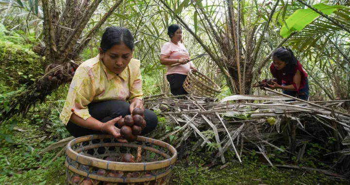 three women harvesting snake fruits