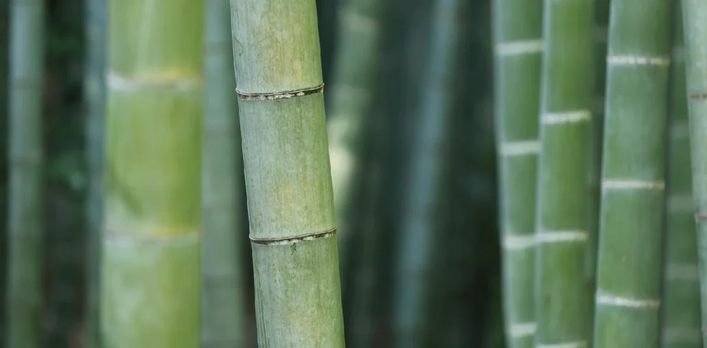 a close up of green bamboo stems