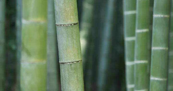 a close up of green bamboo stems