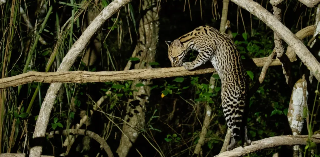 a wild cat climbing a branch