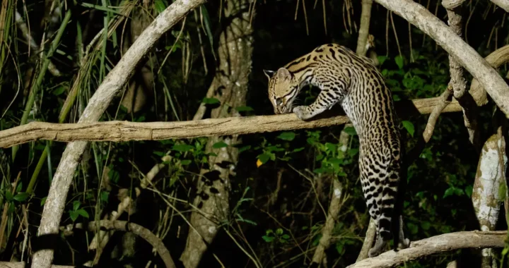 a wild cat climbing a branch