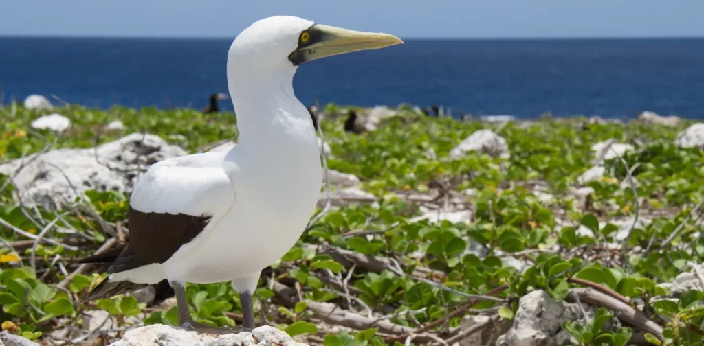 seabird by the coast