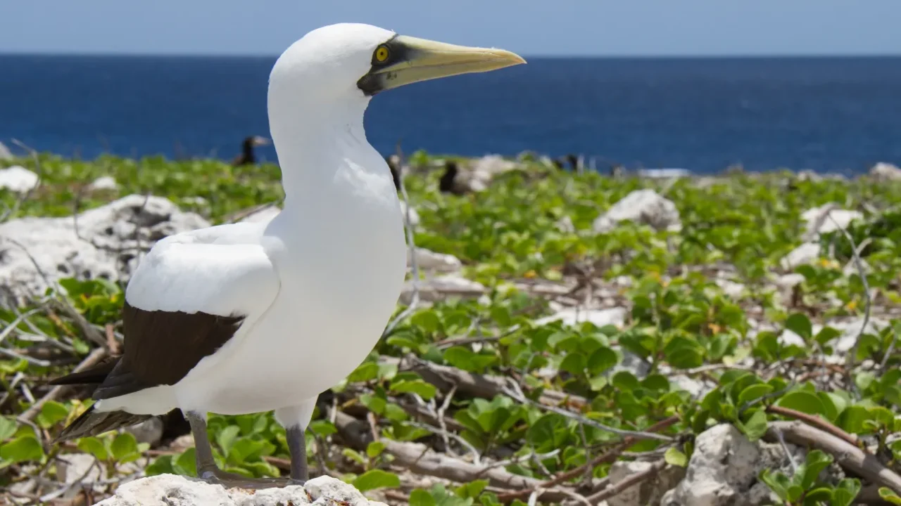 seabird by the coast