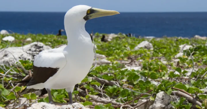 seabird by the coast