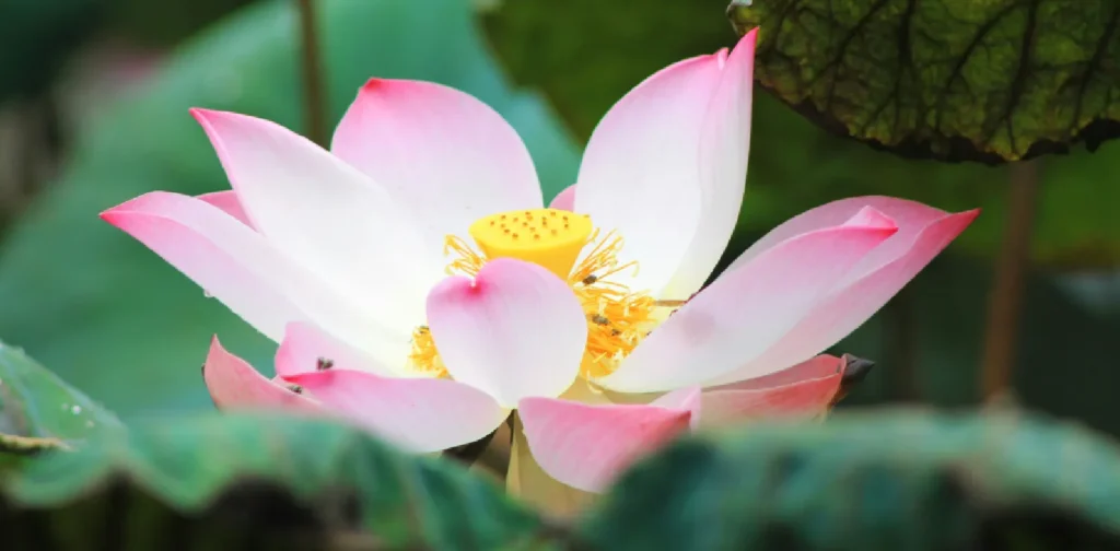 a pink lotus flower among green leaves