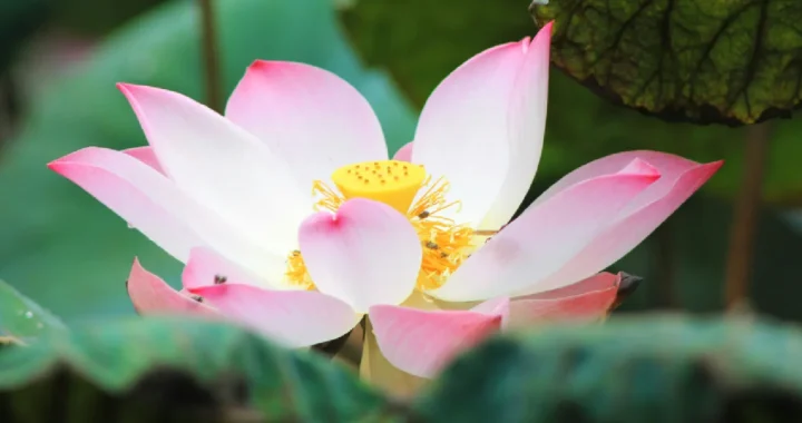 a pink lotus flower among green leaves