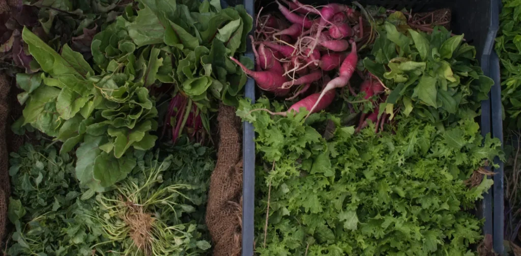 a variety of vegetables