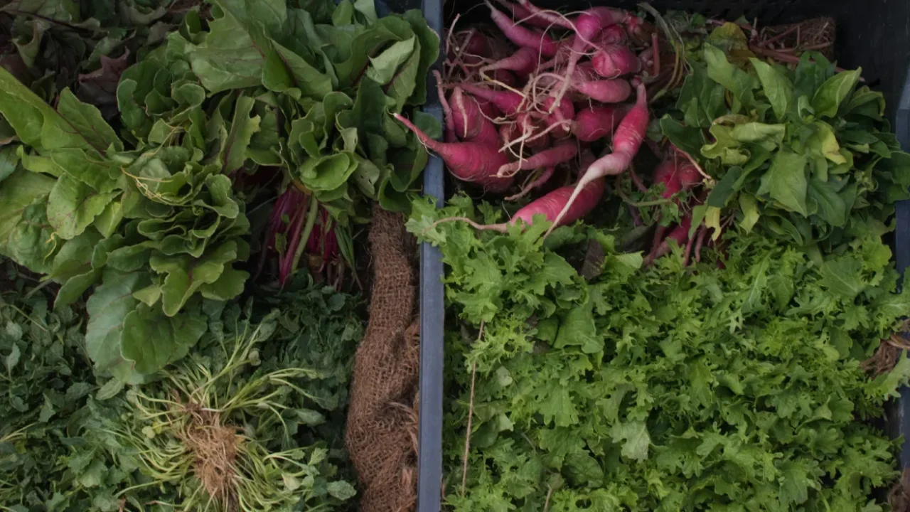 a variety of vegetables