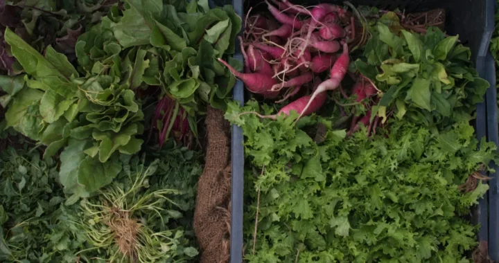 a variety of vegetables