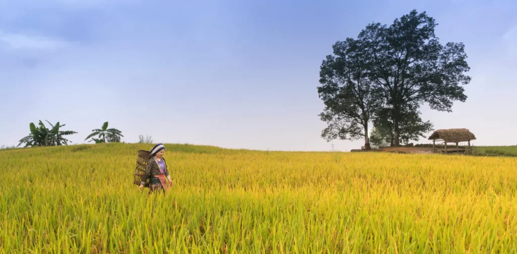 a woman in the middle of a rice field