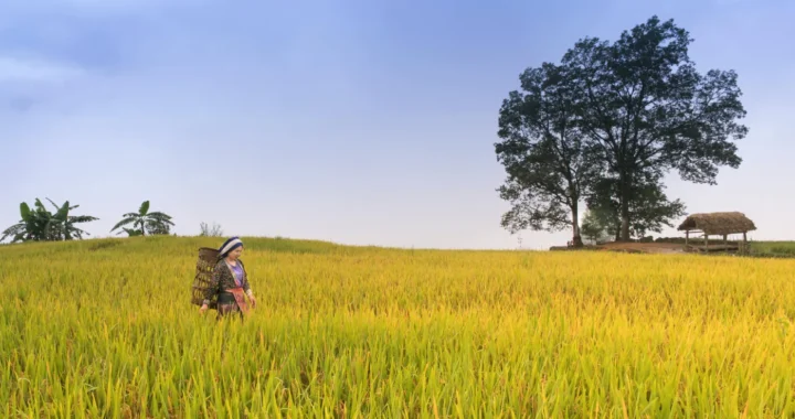 a woman in the middle of a rice field